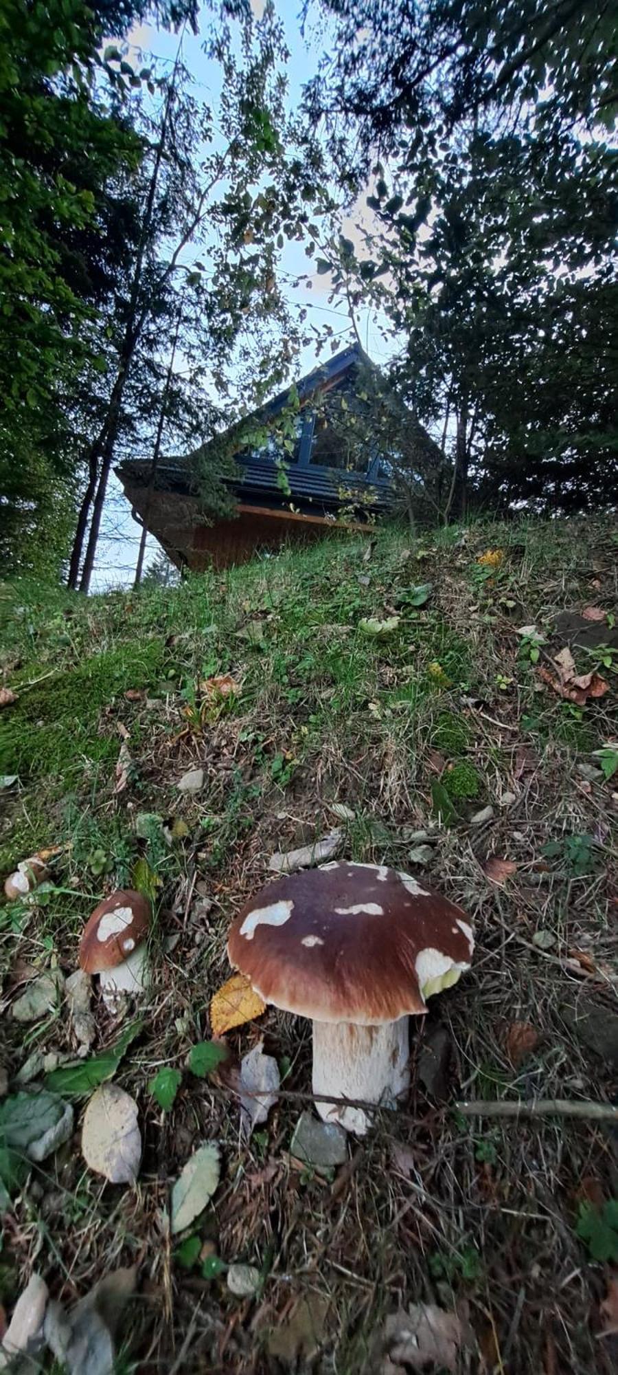 Domki Krynica * Krynica-Zdrój